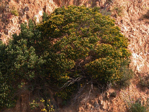 Vivers Càrex - Genista linifolia 